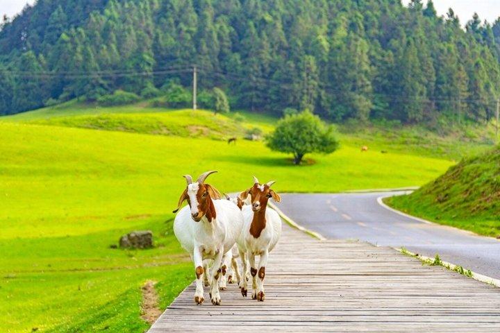 重慶五龍妖精山と三橋の旅