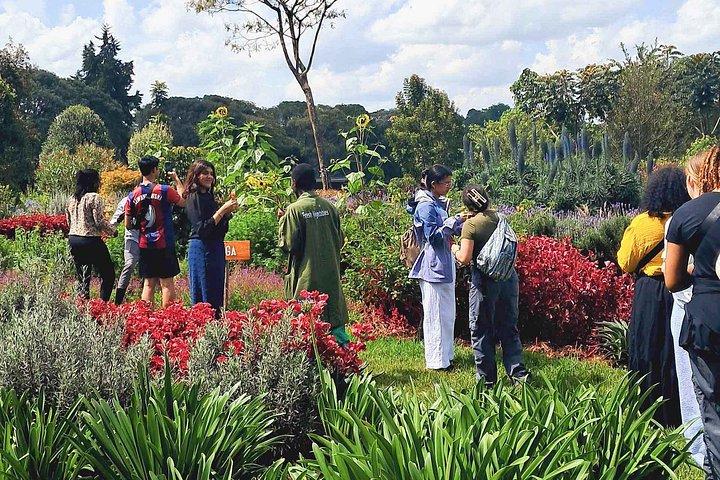 ガトーニ官能庭園と紅茶農園ガイドツアー（テイスティング付き）