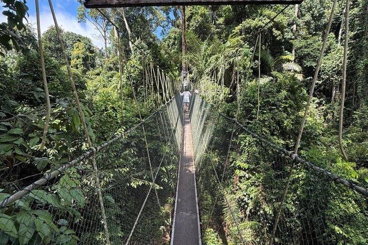 タマンネガラ国立公園トレッキング日帰りツアー（SIC/シェアツアー）