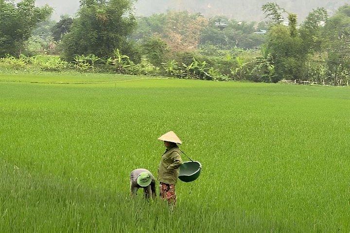 ベストマイチャウ日帰り旅行： 隠れた魅力と村の生活を探る