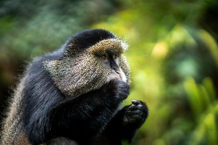 2 Days Rwanda Gorilla & Golden monkey trekking with Canoeing.