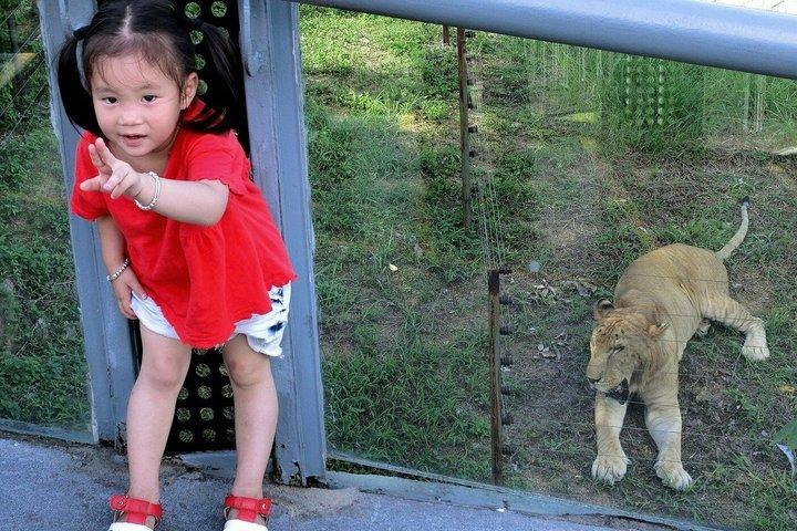 Shenzhen Wildlife Safari Park Ticket