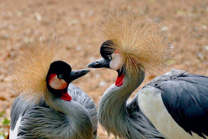 深セン野生動物サファリパークチケット