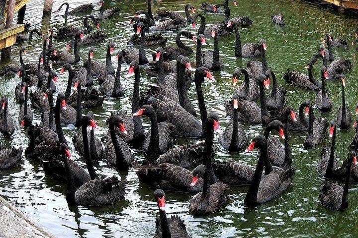 深セン野生動物サファリパークチケット
