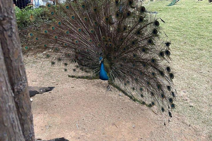 深セン野生動物サファリパークチケット