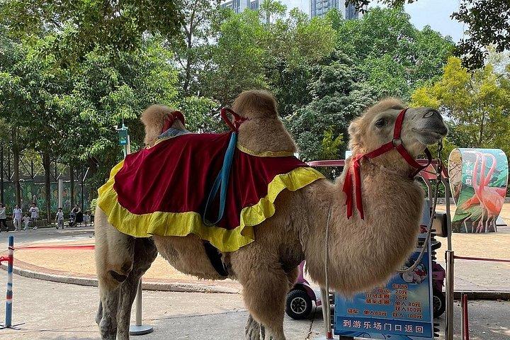 深セン野生動物サファリパークチケット