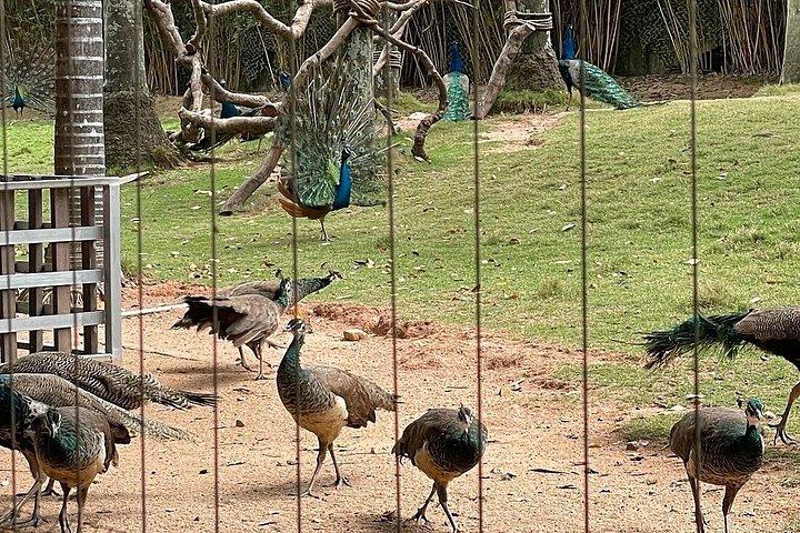 深セン野生動物サファリパークチケット