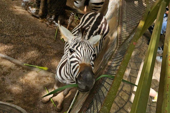 深セン野生動物サファリパークチケット