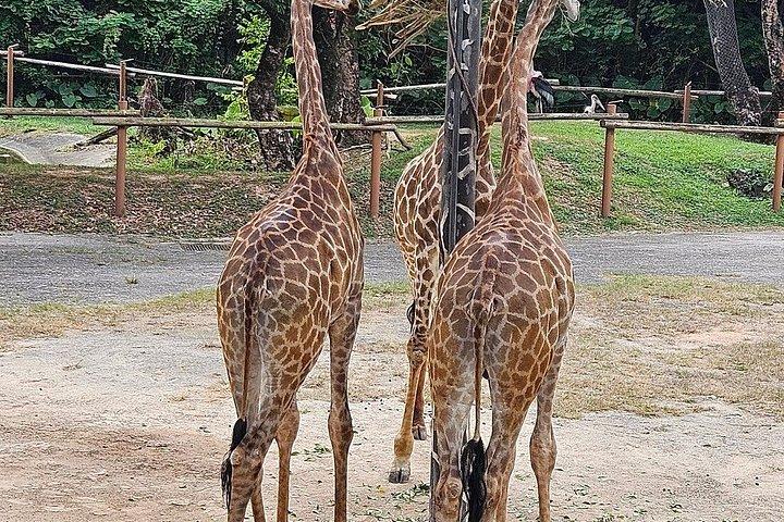 深セン野生動物サファリパークチケット