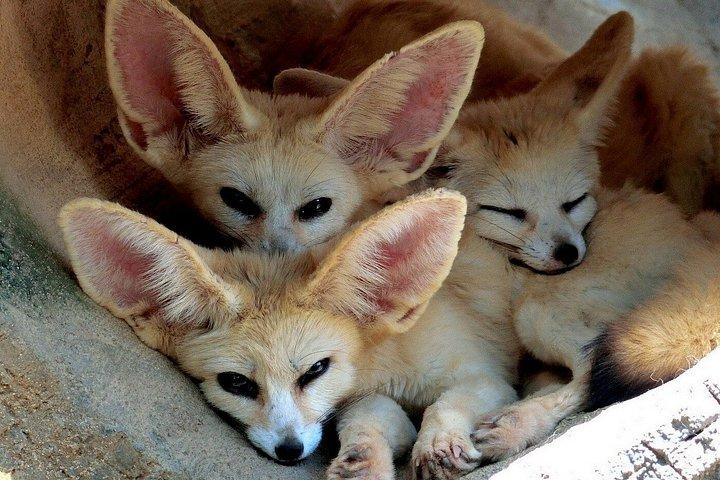深セン野生動物サファリパークチケット