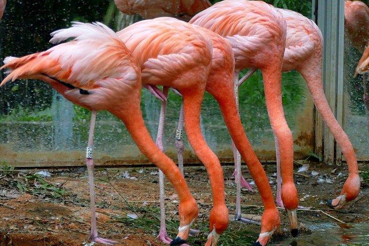 深セン野生動物サファリパークチケット
