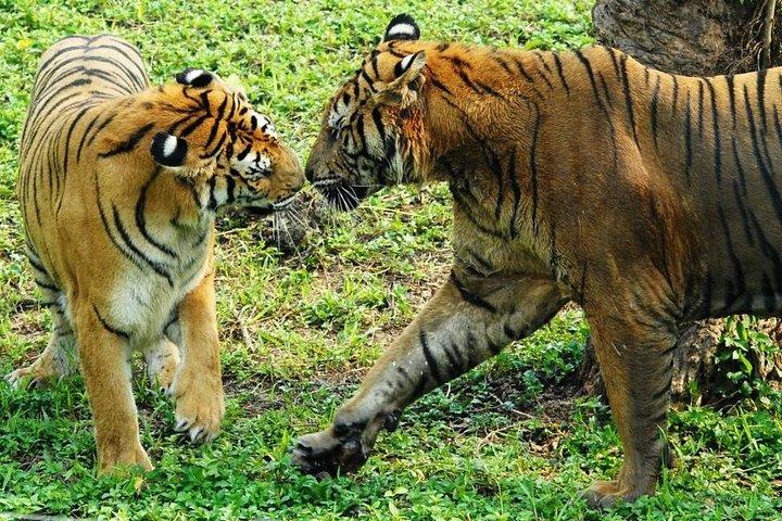 深セン野生動物サファリパークチケット