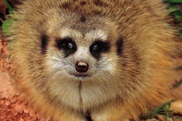 深セン野生動物サファリパークチケット