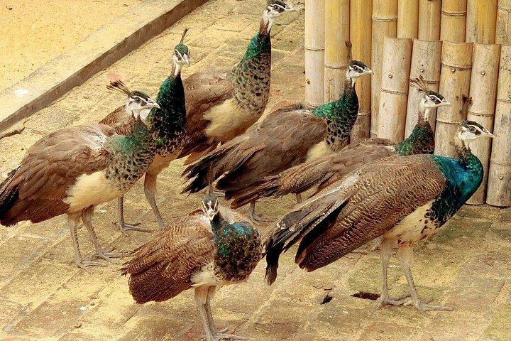 深セン野生動物サファリパークチケット