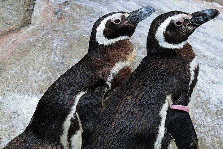 深セン野生動物サファリパークチケット