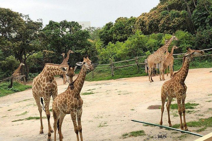 深セン野生動物サファリパークチケット