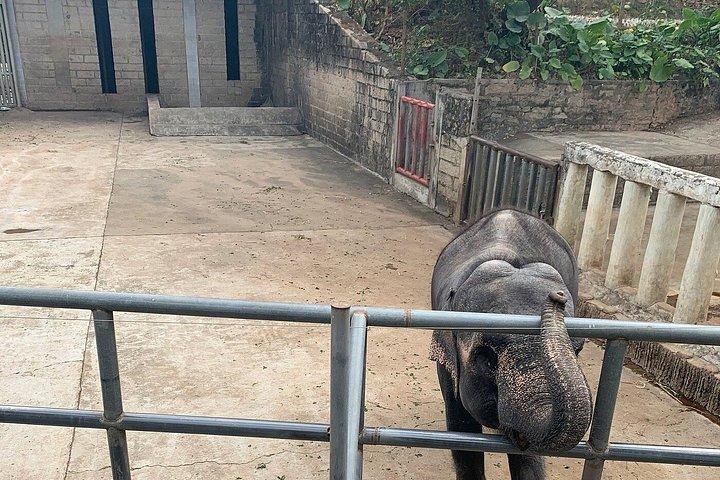 深セン野生動物サファリパークチケット