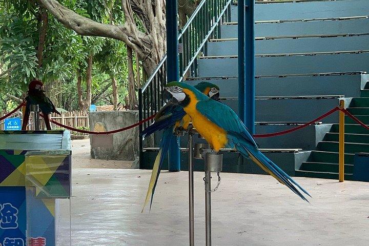深セン野生動物サファリパークチケット
