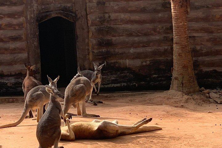 深セン野生動物サファリパークチケット