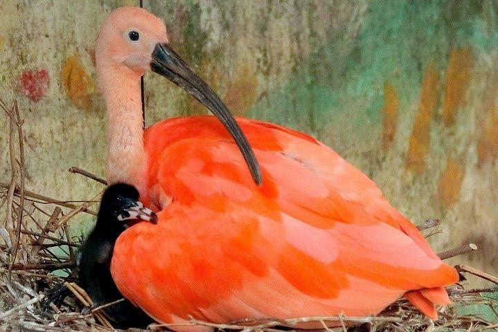 深セン野生動物サファリパークチケット