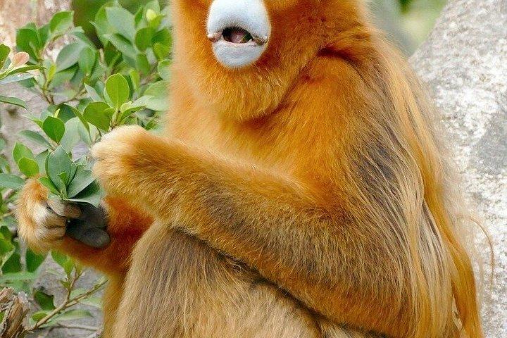 深セン野生動物サファリパークチケット