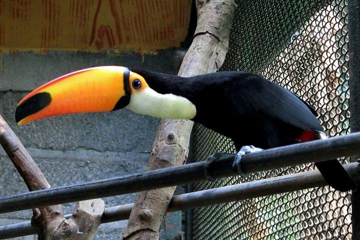 深セン野生動物サファリパークチケット