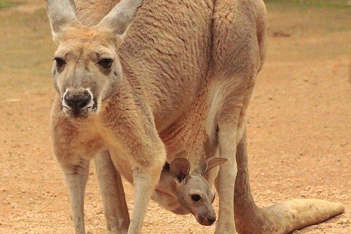深セン野生動物サファリパークチケット