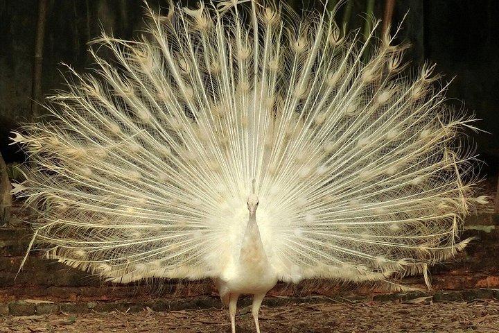 深セン野生動物サファリパークチケット