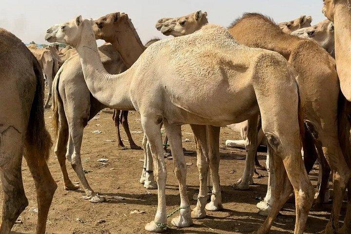 Nouakchott Explorer: Private Capital Tour