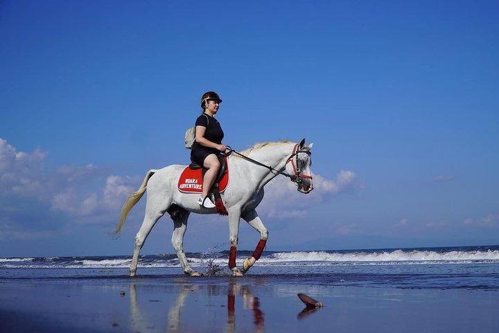 バリ乗馬トロットまたはキャンターサヌールビーチ送迎付き