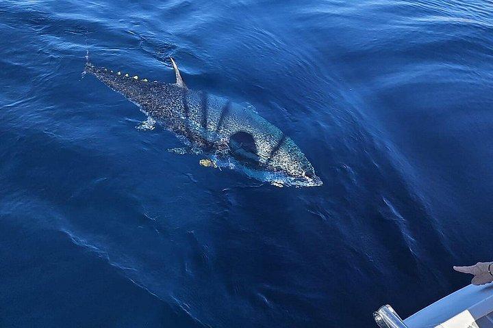 Marbella: Escursione in barca a vela condivisa con avvistamento dei delfini
