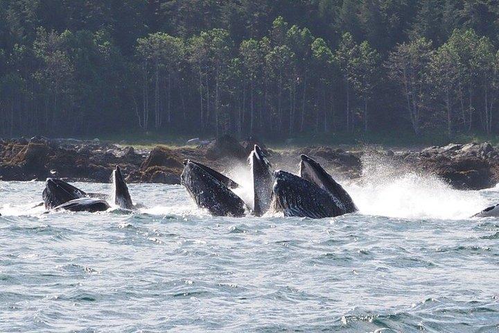 Hoonah Whale Tours in Icy Strait