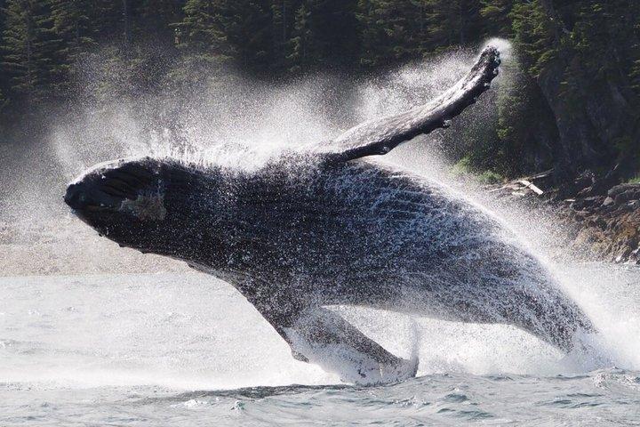 Hoonah Whale Tours in Icy Strait