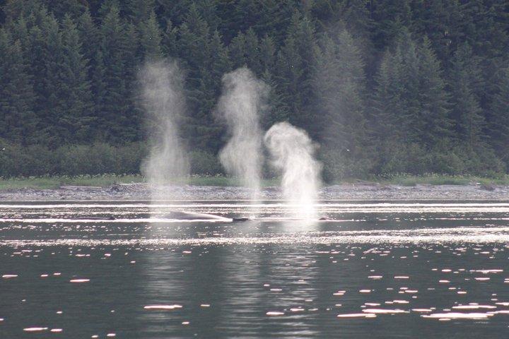 Hoonah Whale Tours in Icy Strait