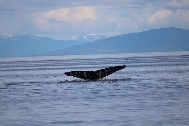 Hoonah Whale Tours in Icy Strait