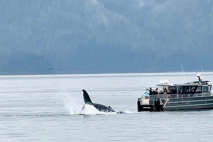 Hoonah Whale Tours in Icy Strait