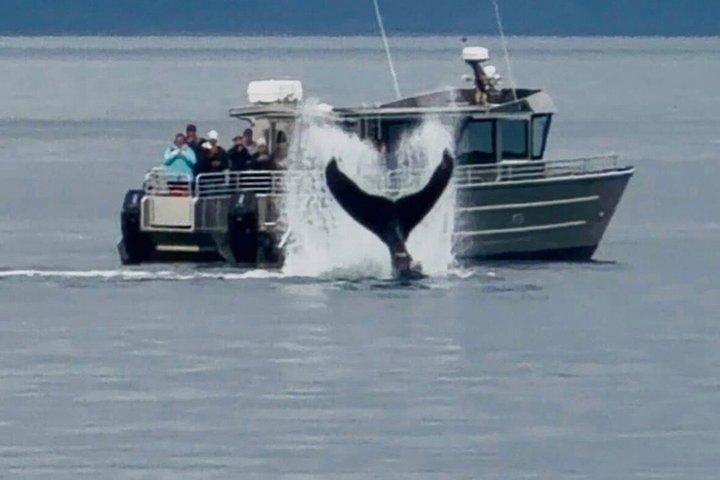 14 passenger Whale Watching Tours in Icy Strait aka Hoonah AK