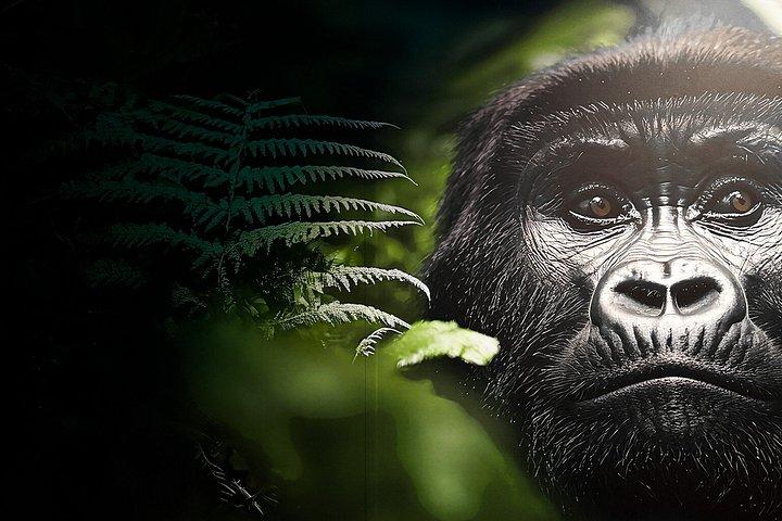 ホログラム動物園バンクーバーでのアジア体験