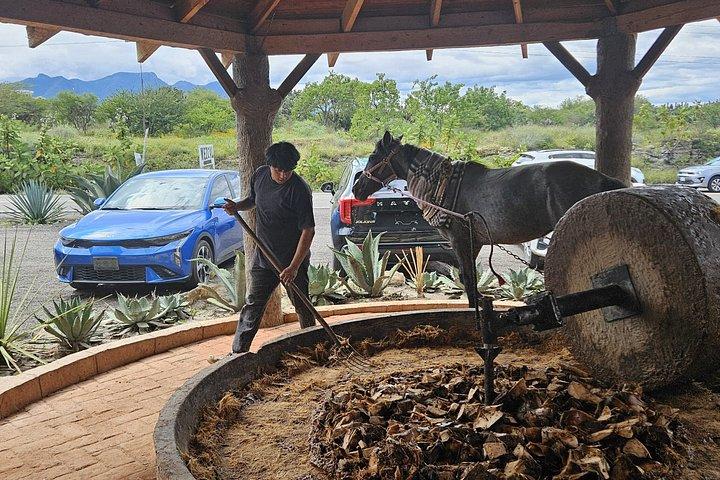 Custom tour! Hierve el Agua, Textiles and Tule Tree