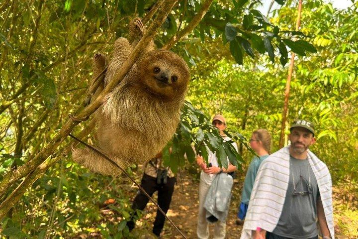 Sloth Watching, Miravalles Volcano, Hot Springs & Hidden Waterfall