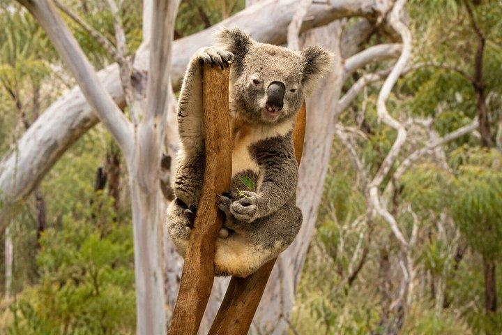 Blue Mountains Private Tour von Sydney : Scenic World & Koalas