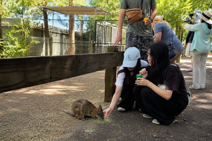 Blue Mountains Private Tour von Sydney : Scenic World & Koalas