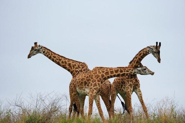 Arusha National Park Private Full-Day Safari