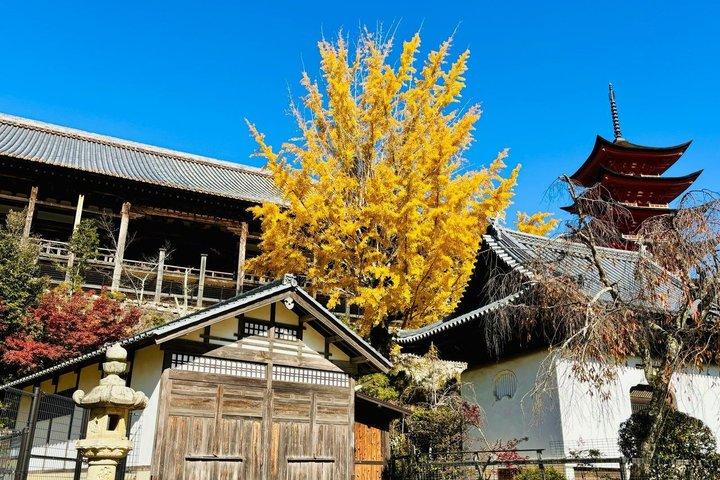 Miyajima Small Group Tour from Hiroshima Station