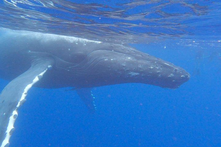 Tahiti whale watching swims with whales