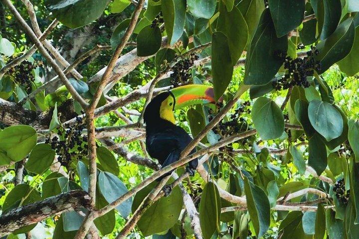 サンイグナチオから地元の昼食付きティカル日帰り旅行