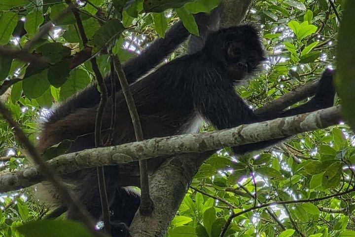 サンイグナチオから地元の昼食付きティカル日帰り旅行
