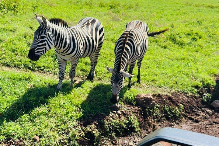 Arusha nationalpark privat heldagssafari