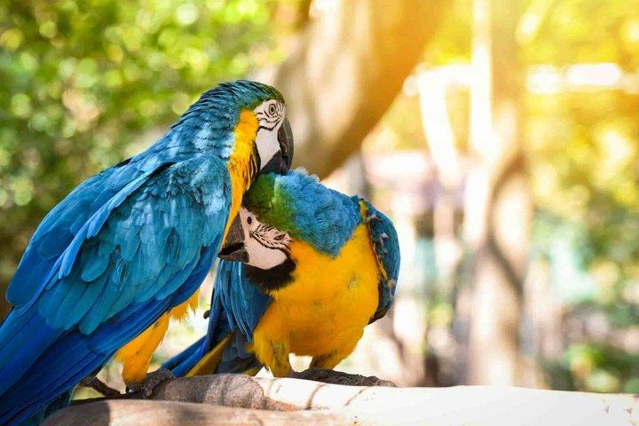Cachuela Parrot Clay Lick Wildlife Observation