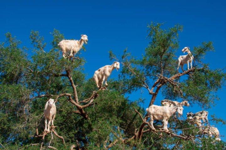 Morgongetter på Arganträd & Souk El Had Agadir Tour